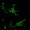 Green Fluorescent Pr… | Wellcome Collection