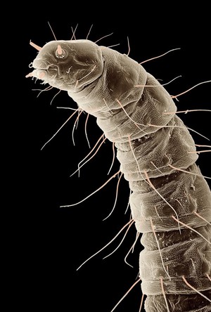 view Flea larva