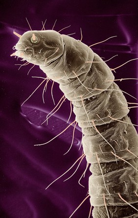 Flea larva