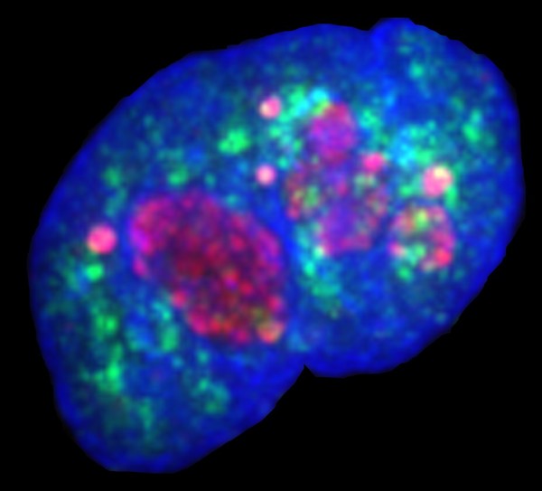 Cell nucleus showing internal structures