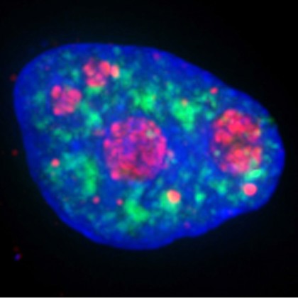 Cell nucleus showing internal structures