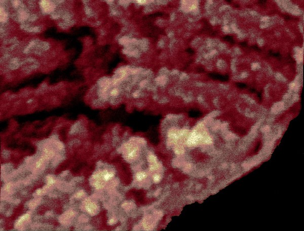 Enzyme complexes on mitochondrial cristae