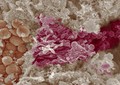 view Golgi complex and mitochondria
