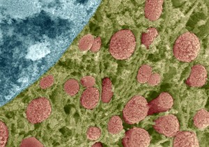 view Mitochondria in the cell cytoplasm