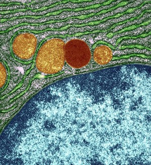 view Organelles in a pancreas cell