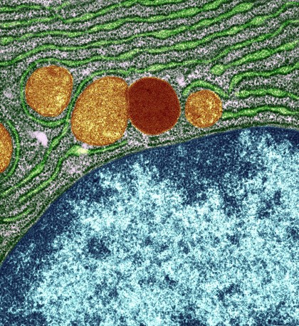 Organelles in a pancreas cell