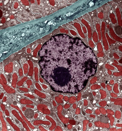 Kidney cell showing nucleus and mitochondria
