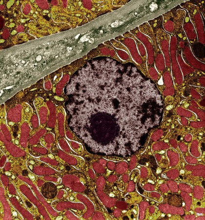 Kidney cell showing nucleus and mitochondria