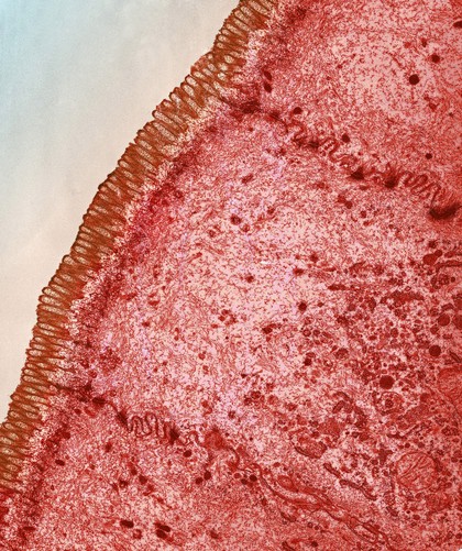 Microvilli on epithelial cells