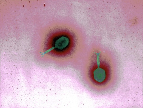 Bacteriophage T4