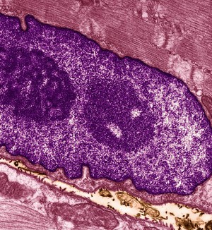 view Muscle cell nucleus with two nucleoli