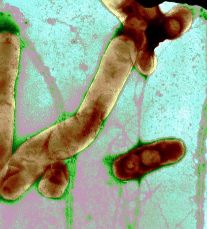 Intestinal bacteria