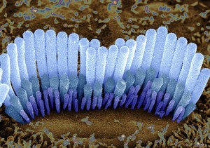 view Hair cell of inner ear