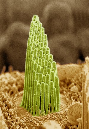 view Hair cell of inner ear