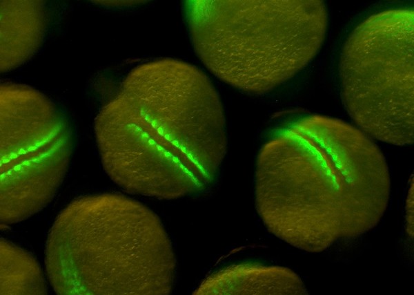 Zebrafish embryos with green fluorescent myotomes