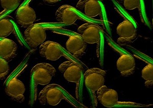 view Zebrafish embryos with green fluorescent myotomes