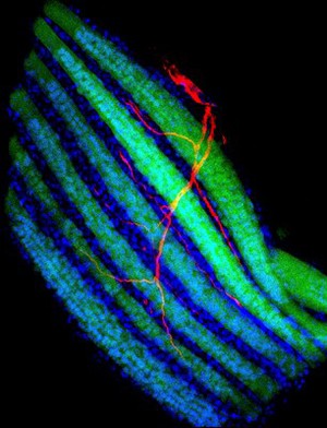 view Developing muscles and their innervation during metamorphosis