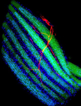 Developing muscles and their innervation during metamorphosis
