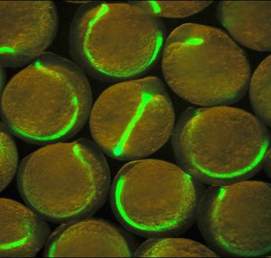 view Zebrafish embryos with green fluorescent notocords