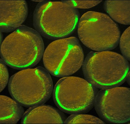 Zebrafish embryos with green fluorescent notocords