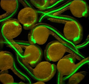 view Zebrafish embryos with green fluorescent midlines