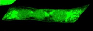 view Single muscle cell