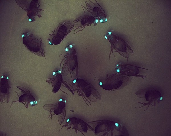 Transgenic Drosophila expressing GFP in their eyes