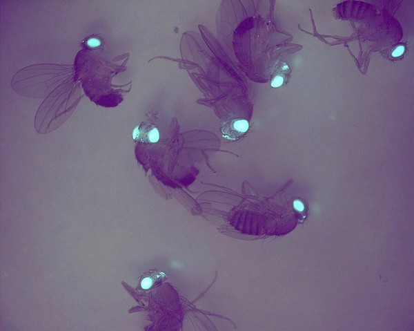 Transgenic Drosophila expressing GFP in their eyes