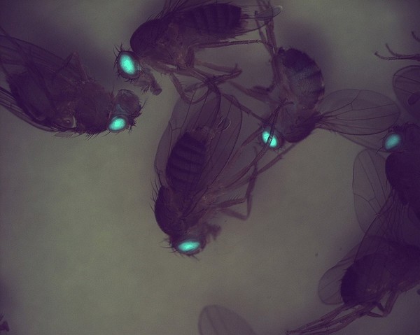 Transgenic Drosophila expressing GFP in their eyes