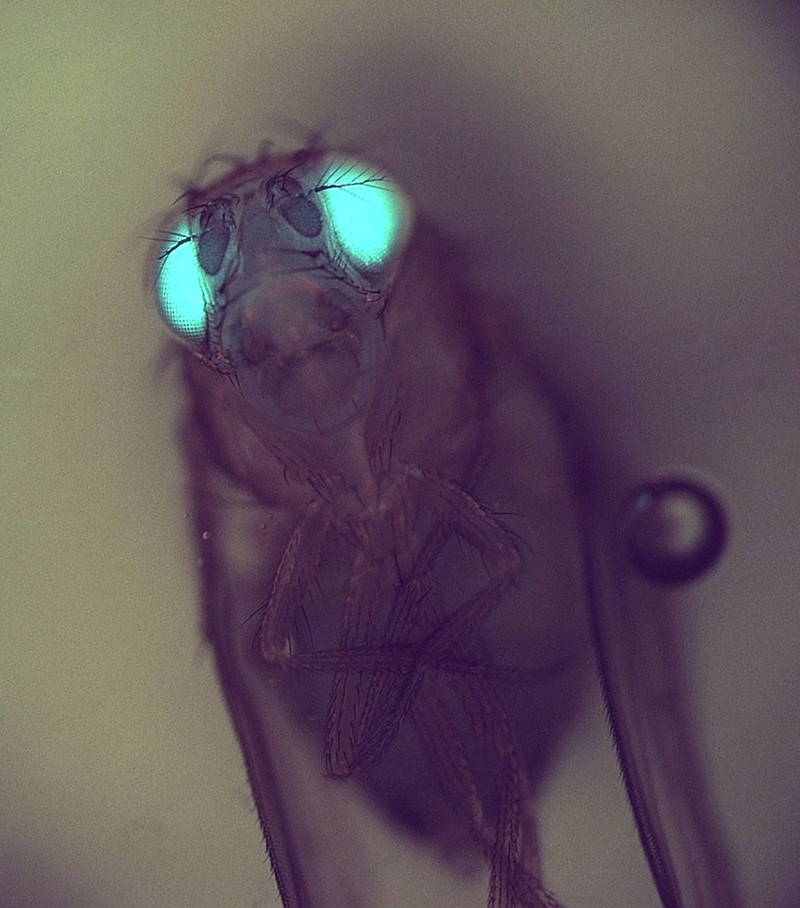 Transgenic Drosophila expressing GFP in its eyes Collection