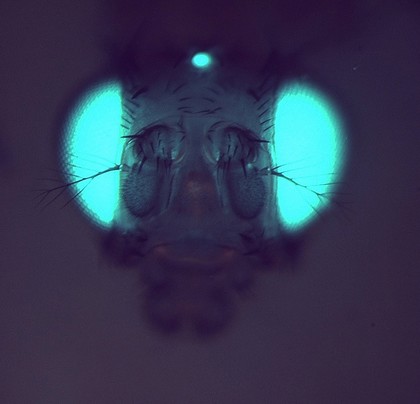 Transgenic Drosophila expressing GFP in its eyes and ocelli