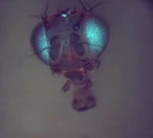 view Transgenic Drosophila expressing GFP in its eyes and ocelli