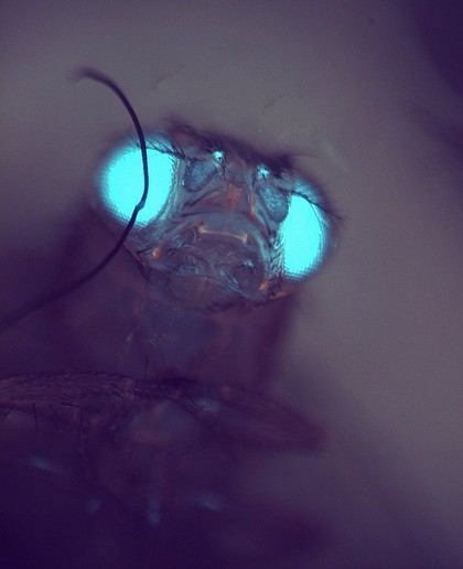 Transgenic Drosophila expressing GFP in its eyes and ocelli