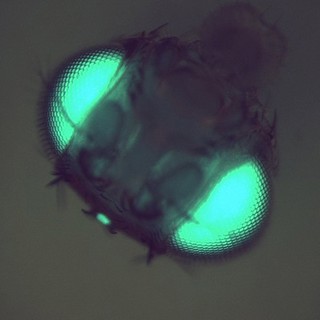 Transgenic Drosophila expressing GFP in its eyes and ocelli