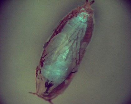 Transgenic Drosophila pupa expressing GFP