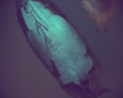 Transgenic Drosophila pupa expressing GFP