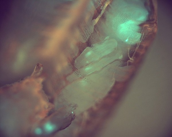 Transgenic Drosophila pupa expressing GFP