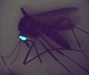 view Transgenic mosquito expresing GFP in its eyes