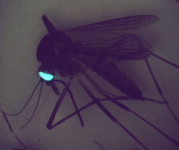 Transgenic mosquito expresing GFP in its eyes
