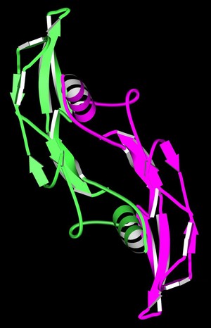 view Bone morphogenic protein 2 (BMP2)