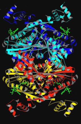 HMG-CoA reductase