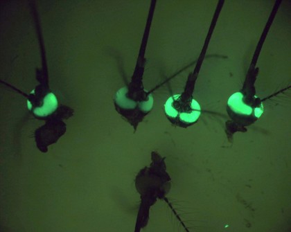 Mosquito heads with green fluorescent eyes