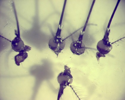 Mosquito heads with green fluorescent eyes