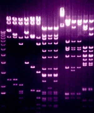 view Separation of DNA fragments by electrophoresis through an agarose gel. An electric current is passed through the gel and separates the DNA fragments according to size. The mixture of fragments is applied to a well at the top of the gel before the current is started. The smaller fragments travel further and reach the bottom of the gel while the larger ones remain towards the origin.