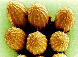 view Cabbage white butterfly eggs, SEM