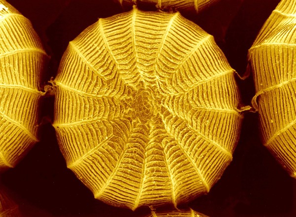 Cabbage white butterfly eggs, SEM