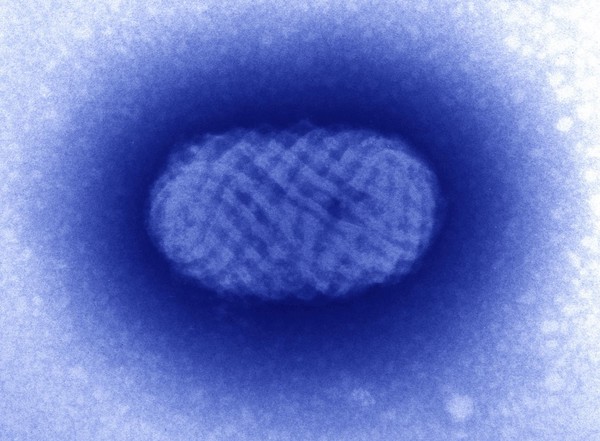 orf virus, SEM