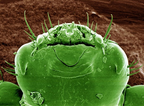 Pubic louse, close-up of head, SEM