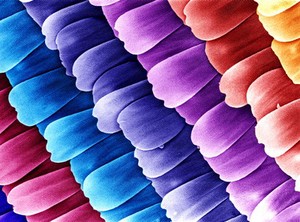 view Scales from butterfly wing