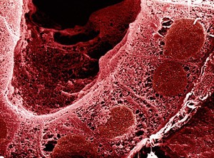 view SEM section through kidney tubule, computer-coloured red.